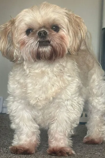 Pebbles - photo from the Only Pebbles gallery