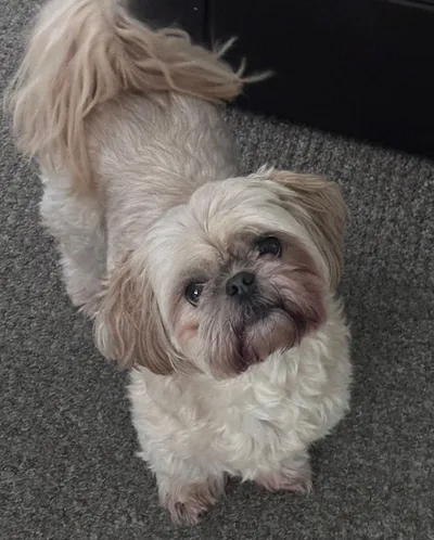 Pebbles - photo from the Only Pebbles gallery