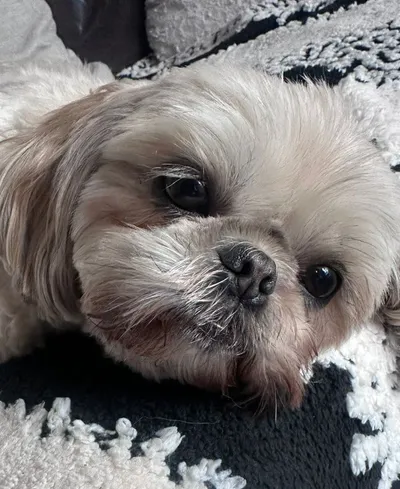 Pebbles - photo from the Only Pebbles gallery