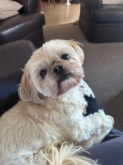 Pebbles - photo from the Only Pebbles gallery