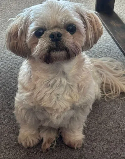 Pebbles - photo from the Only Pebbles gallery