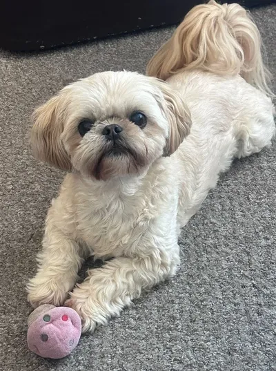 Pebbles - photo from the Only Pebbles gallery