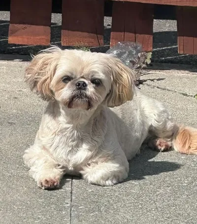 Pebbles - photo from the Only Pebbles gallery