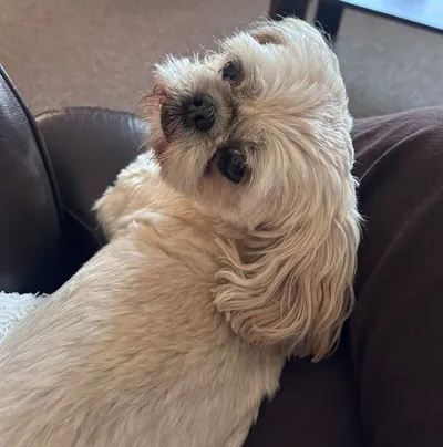 Pebbles - photo from the Only Pebbles gallery