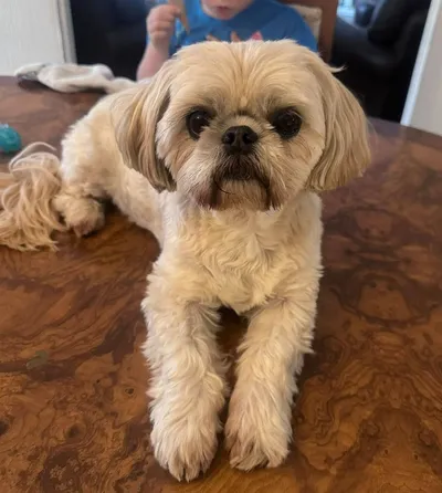 Pebbles - photo from the Only Pebbles gallery